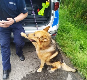 Na zdjęciu widać psa, który sięga łapą na kolano policjanta pilnującego zwierzęcia. Policjant siedzi na progu bagażnika radiozowu oznakowanego.