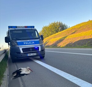 Dzięki reakcji świadka, brzozowscy policjanci pomogli rannemu bocianowi, który leżał na poboczu jezdni. Funkcjonariusze zabezpieczyli miejsce oraz rannego ptaka do czasu przybycia lekarza weterynarii. Opatrzony bocian zostanie pod okiem weterynarza do czasu, aż wyzdrowieje.